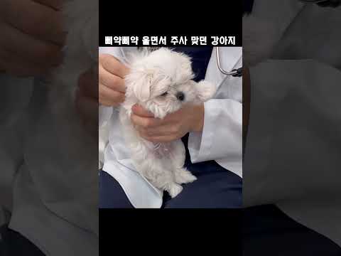 (390만뷰)1년전 삐요옹 울면서 주사 맞던 강아지 #짧은영상