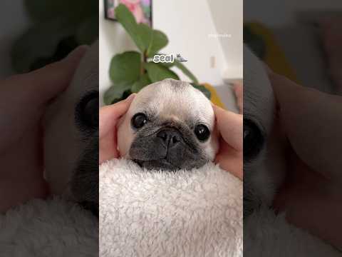 Puppy, Bear, Bunny, Yoda or SEAL? 🐶🐻🐰🦭 #pug #dog #shorts