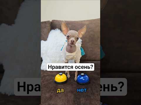 Кнопки #toyruby #shorts