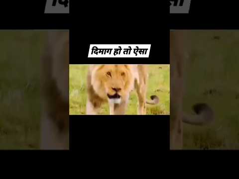 ?dimag ho to aisa | #dimag #lion #youtubeshorts #trending #shorts #shots #foryou #vidoeshort #fyp