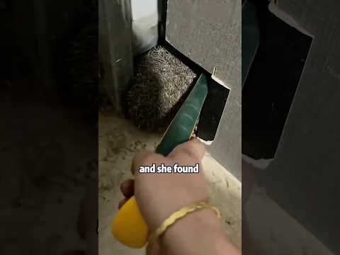 Why are there snoring sounds under the bed at night #snoring #animals #hedgehog #cute #rescue #loves