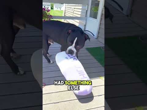 This Dog Came for His Best Friend But Had Another Plan 😂🐶