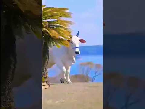 Jay Gaumata # Cow # shorts # Gaumata