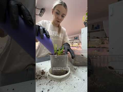 Спатифиллум Сильвер купидо