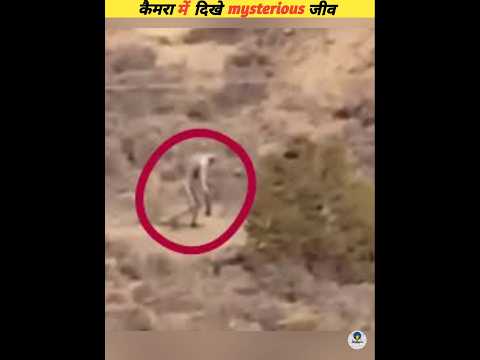Mysterious animals that were recorded on camera #viral