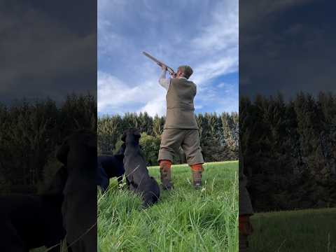 Driven Pheasant Shooting with Labrador Retriever Gundogs #gundogtraining #hunting #labrador #dog