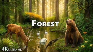 The Healing Power Of Nature Sounds | Forest Sounds | DISCOVERY 4K ULTRA HD #4K #ANIMALS