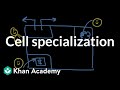 Cell Functions and Specialization Concepts