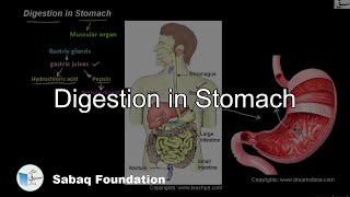 Digestion in Stomach