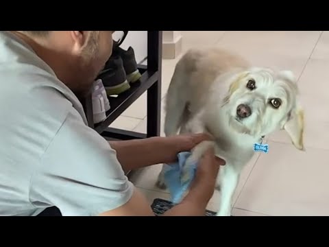 Terrified street dog's emotional response to love