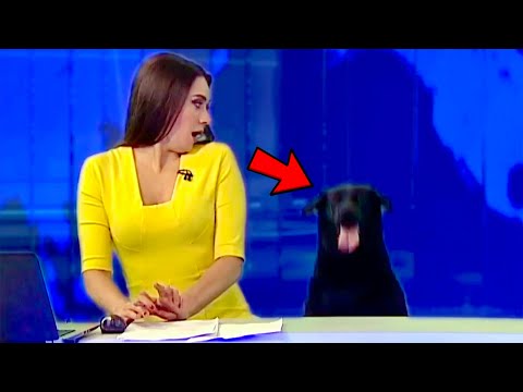 Best Dogs News Bloopers