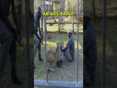 CHEETAH ATTACKS ZOOKEEPERS!🤯🐆 But What Happens Next Will Leave You SPEECHLESS #shorts