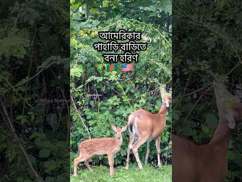 আমেরিকার পাহাড়ি বাড়িতে বন্য হরিণ| মিতওয়া মাহমুদ| Mitwa Mahmood