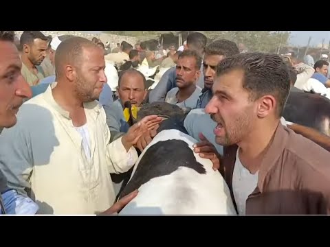 خلاص المجزره اشتغلت اعرف الاسعار وقارن بين اسعار كفر الشيخ واللي هايقرب من العجل ده هاروح فيه الومان