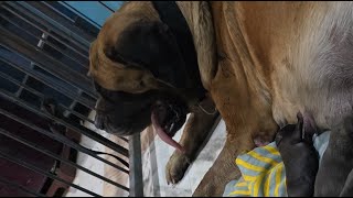 Aaj bacho k sath #live #viral #dog