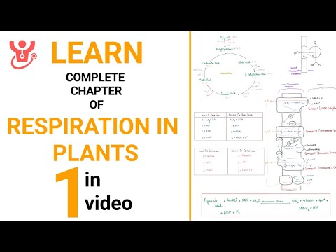 Respiration in Plants Explained || NEET 2025 Biology || Class 11 NCERT Biology || Dr Sharun