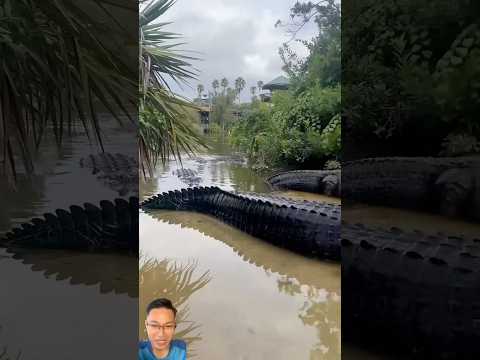 Met a lot of crocodiles while fishing #fishing