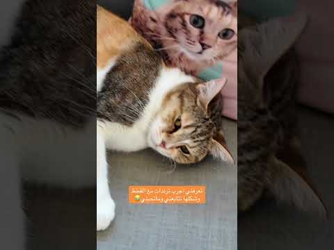 #cat #catfunny #قطتي #اكسبلور #catvideos #قطط #funnycatvideos