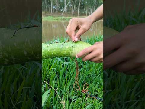 Tempting Gourd Bait, By Big Fish Catch(part)2#bait_fishing#fish_video