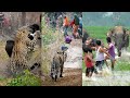 Ancaman Satwa Terhadap Manusia di India