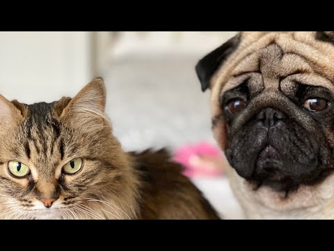 МОЙ МОПС ТЕДДИ САМЫЙ УХОЖЕННЫЙ ПЁС!