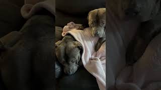 GOKU IS NOT FEELING MAJINBUU IS WORRIED ..brother pitbull #youtubeshorts #ytshorts #fyp #funny