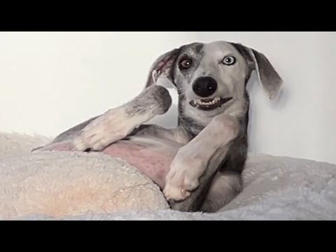 Scared dog suddenly transforms when...