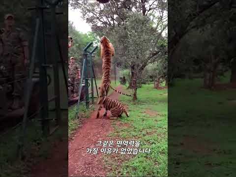 호랑이는 킹 코브라에게 물리고도 살아남을 수 있을까?