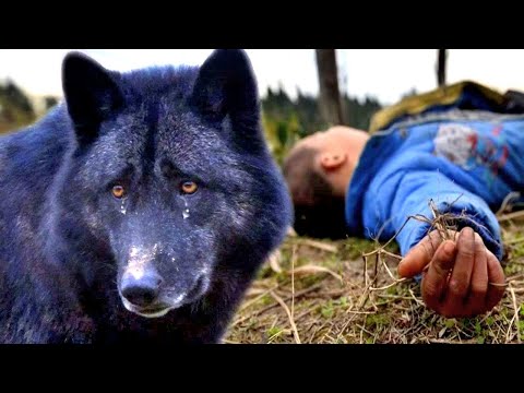 Amazing story about the wolf’s loyalty