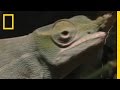 Chameleon Behavior and Adaptations