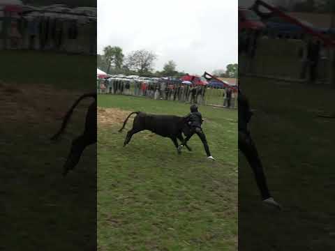 Bachuchage ร la course au plan ร Bagard #animaux #aficionados