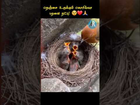 பறவைக்காக கொரில்லா செய்த காரியம்! பார்த்தா நம்ப மாட்டீங்க! ✨🦍🐦❤