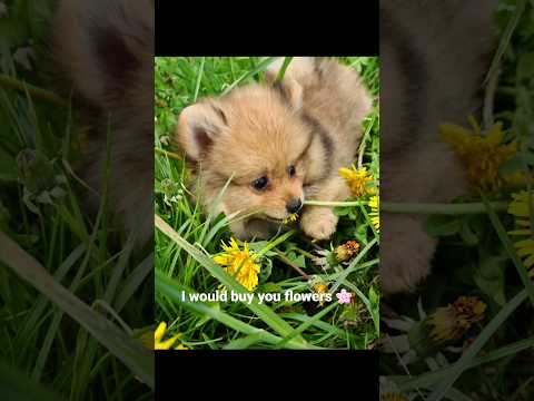 I Would Buy You Flowers ? #shorts