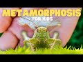 Metamorphosis and Life Stages