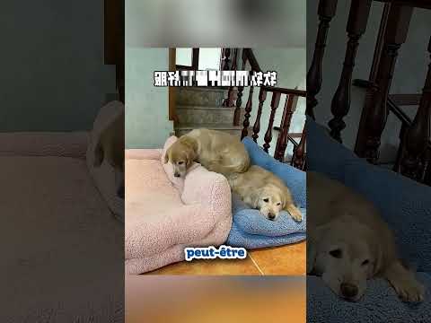 Le chien qui ne peut dormir sans ses amis »