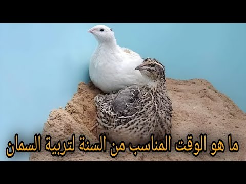 ما هو الوقت المناسب من السنة لتربية طائر السمان.