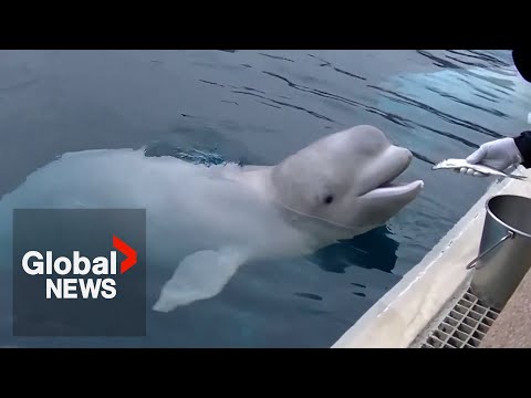 YouTube video thumbnail: Ontario Government Wants Ottawa to Deal With Marineland Belugas
