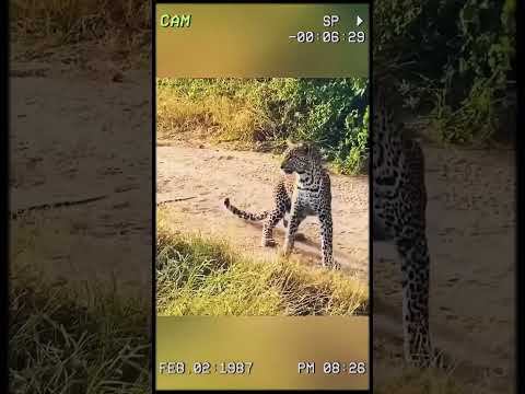 The lion has no idea a beast was attacking from behind. #wildanimals #animals #foryou