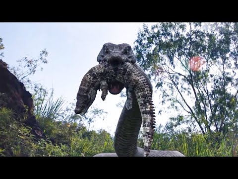 鳄鱼挑衅巨蟒，巨蟒一口气干掉了它！【蛇岛狂蟒 Snake Island Python】| 惊悚/冒险/灾难 | 经典大本营