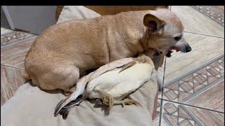 Pinscher ￼ dormindo com galinha ￼