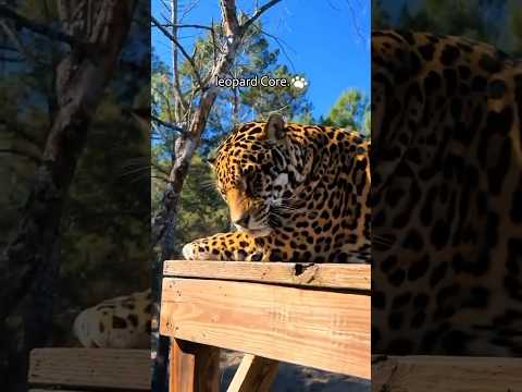 Big cat core😂🐆#cat #funny #cats #for #foryou #fyp #funnyvideo #animal #animalsoftiktok #usa #pets