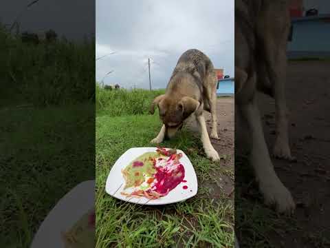 Perro abandonado en terreno baldío come desesperado (original) #adoptalo