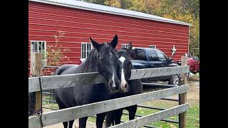 9/29/26 Soggy Tuesday with the Horses (We may see some sun today!)