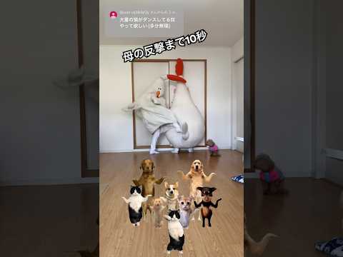 [中国ダンス猫] ちょうどいい音がすると思ったら母でした #洗澡歌 #ダンス猫 #猫ミーム #Cat dancingtoChinesesong #meme #きぐるみ母さん #音ゲー