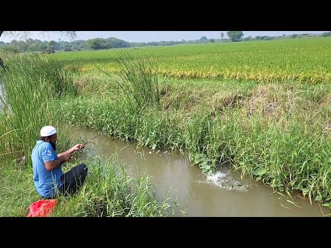 AMAZING SMALL HOOK FISHING IN Rebelled Fishes and catfish " Village Fisher Man Catching in Rupchand