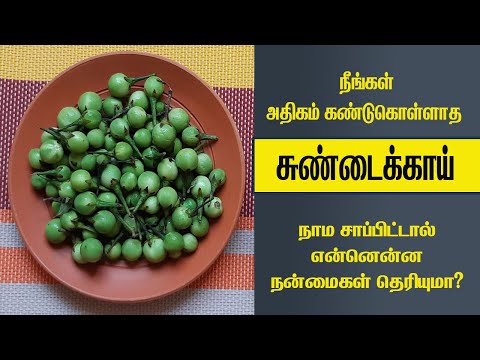 சுண்டைக்காய் அவசியம் சாப்பிடனும் ஏன் தெரியுமா? sundakkaai