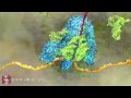 Understanding mRNA and Protein Synthesis