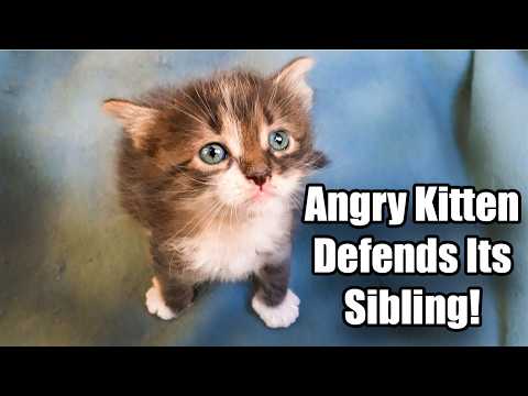 Angry Kitten Defends Its Sibling – Funny Cat Compilation | Lucky Paws