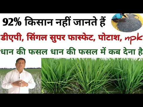 धान की फसल में डीएपी SSP पोटाश npk के इस्तेमाल का सही समय 92%किसान नहीं जानते हैं।
