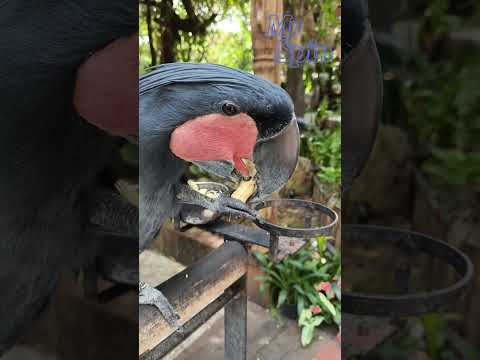 Kakak Tua Raja Memiliki Cara Unik Saat Makan Kacang